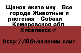 Щенок акита ину - Все города Животные и растения » Собаки   . Кемеровская обл.,Киселевск г.